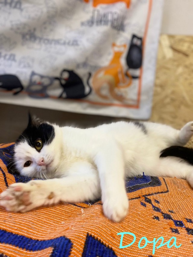 Жизнь домашнего приюта "Котоленд" 377