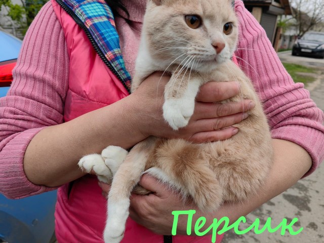 Жизнь домашнего приюта "Котоленд" 386