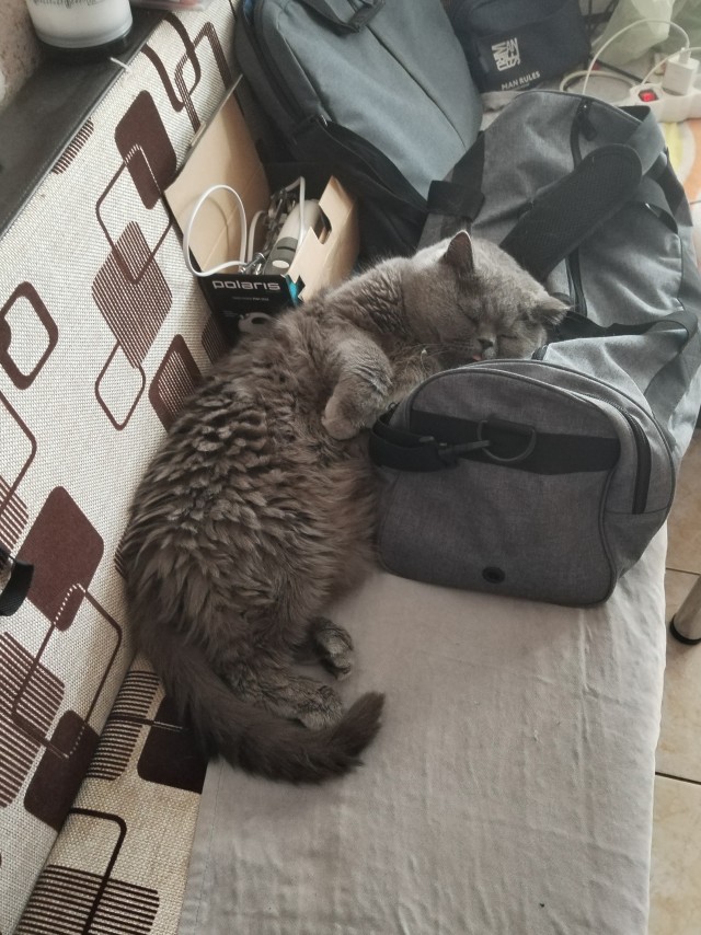 Походу мой кот бухает втихаря