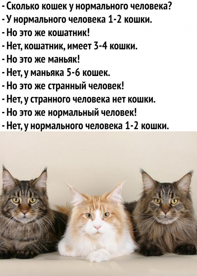 Сколько у котов жизней