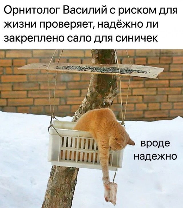 Когда оставил сало для синичек