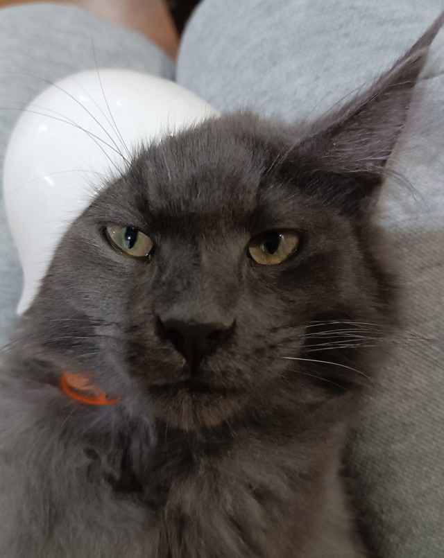 Котик Мейн-кун