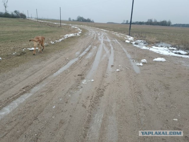 Жизнь домашнего приюта для котеек 484