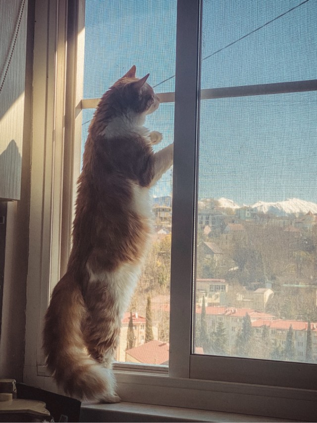 Всем кота за мой счёт. Я настаиваю