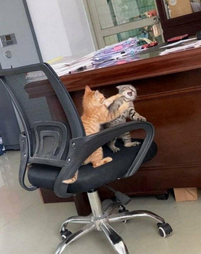 Котовторник в картинках