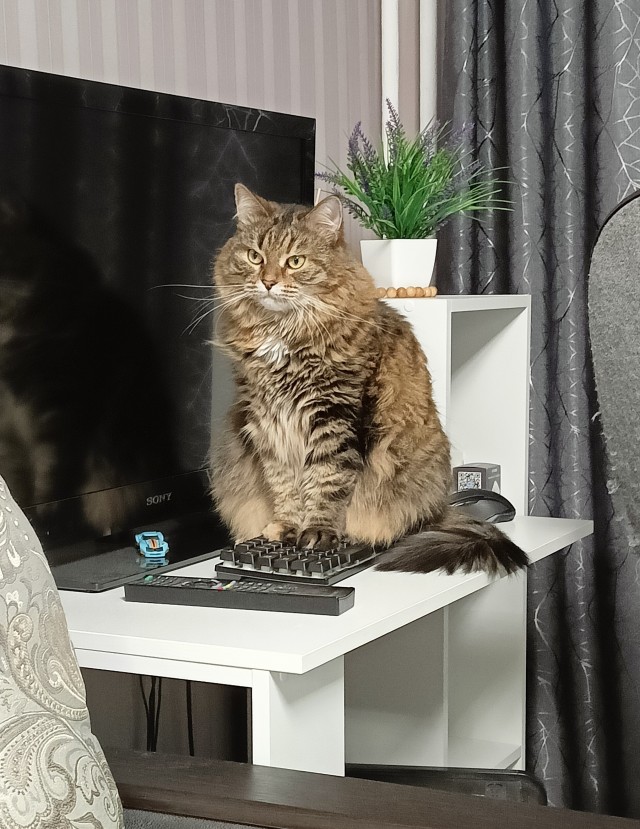 Жизнь с котом в одной картинке