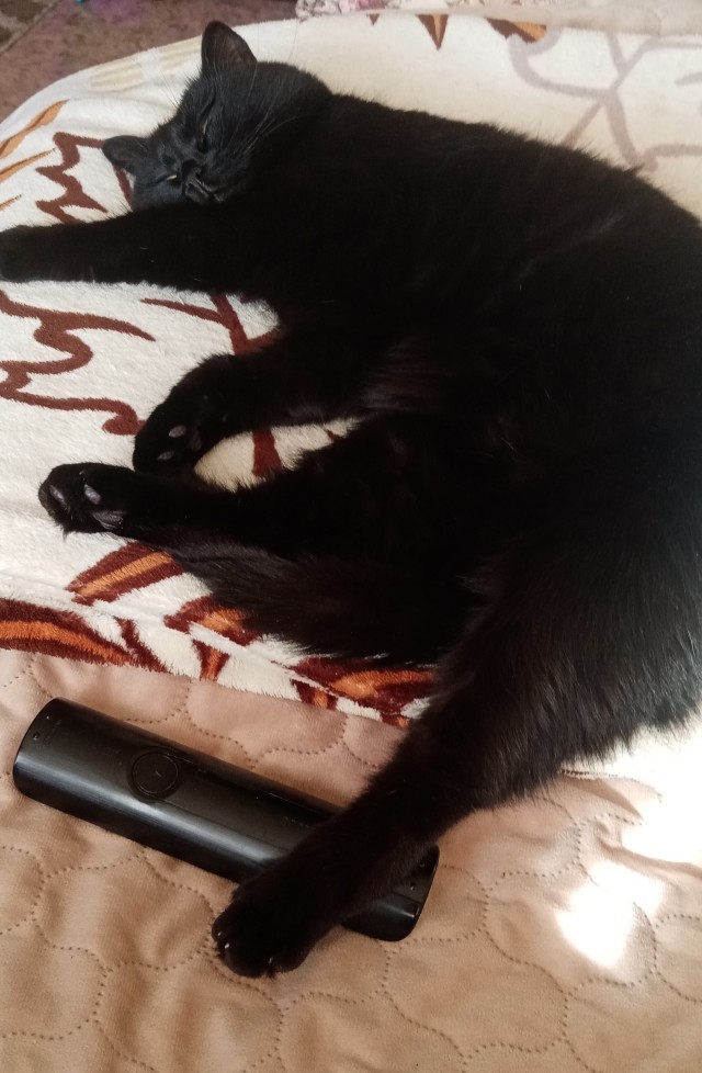 С Котовторником!