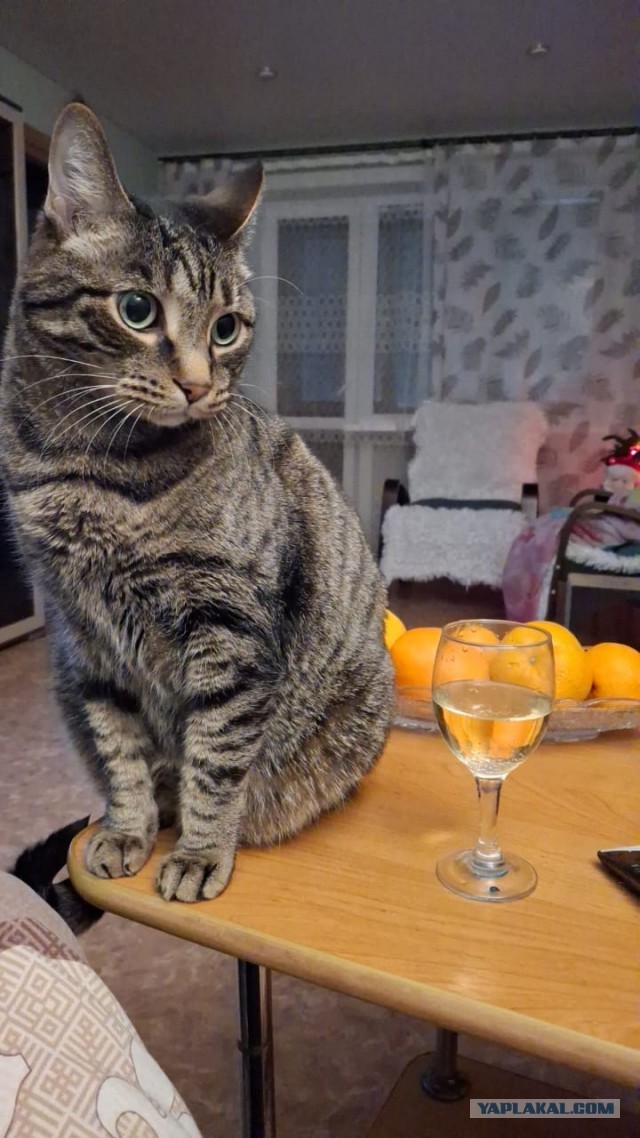 С Новым Годом, товарищи ЯПовцы!