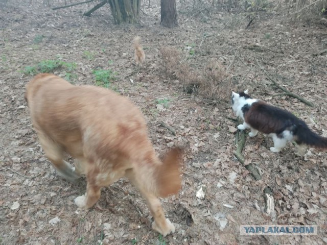 Жизнь домашнего приюта для котеек 540