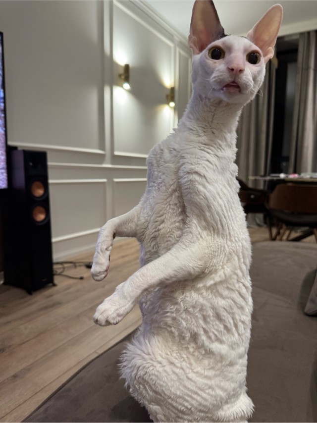 Котовторник.Наши модели