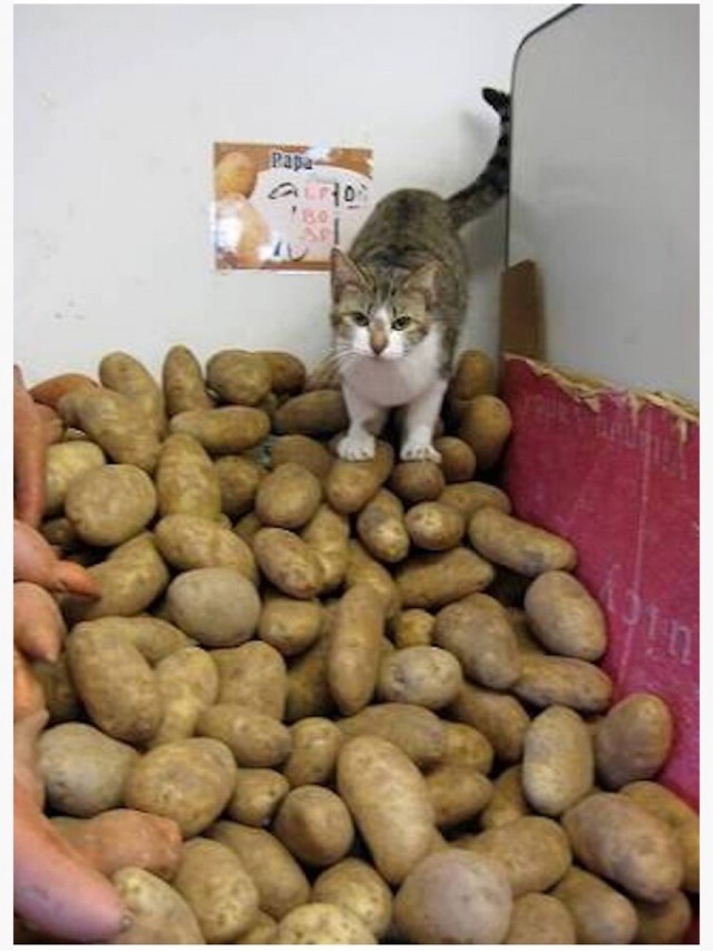 Про картошку