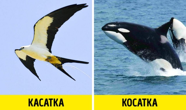 Хлебосольные косатки. Косатки предлагают людям еду!