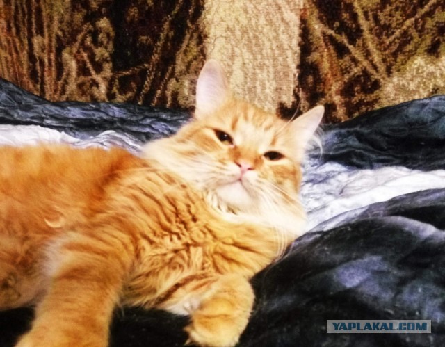 Кошка по имени Псих