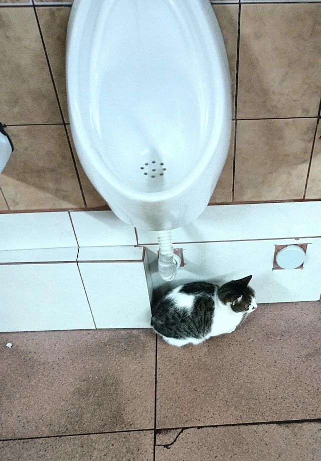 Дурацких фото котов тред — 2