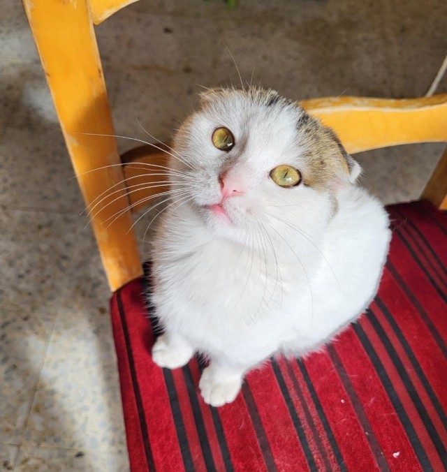 Рандомных фото котов тред