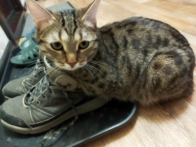 К котовторнику