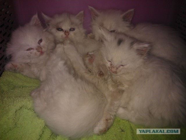 Котовторник 23.07.2013