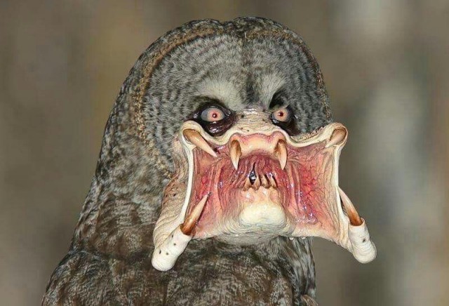 Ученые нашли останки гигантских осьминогов, схожих по размерам с кракенами