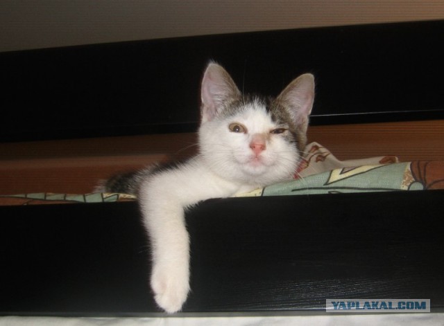 Котовторник  30.07.2013