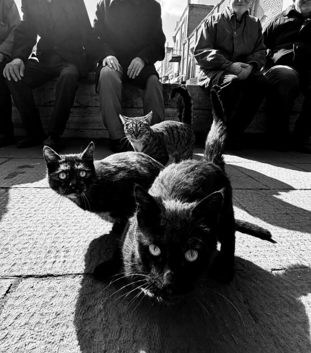 Уличные кошки Ирана