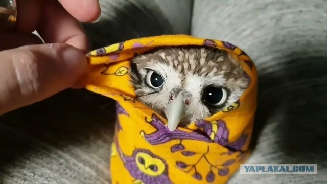 Где живёт Сова?