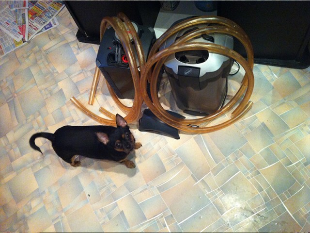 Как я перезапускал аквариум.