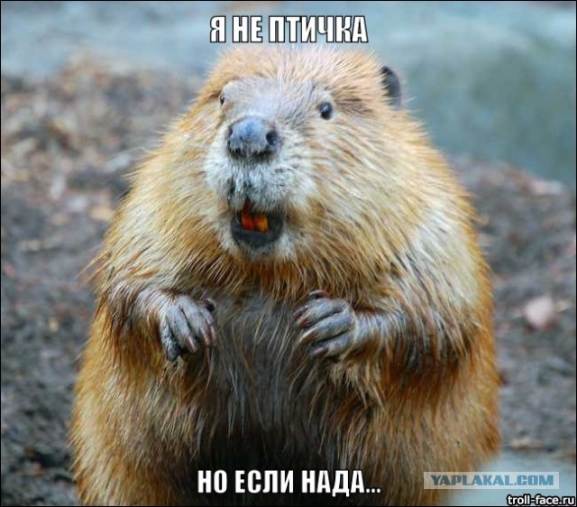 Фуршет на плотине