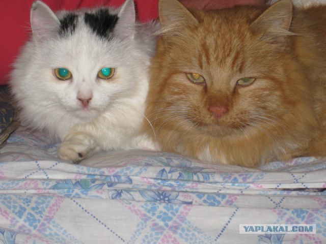 Котовторник   31.12.  2013