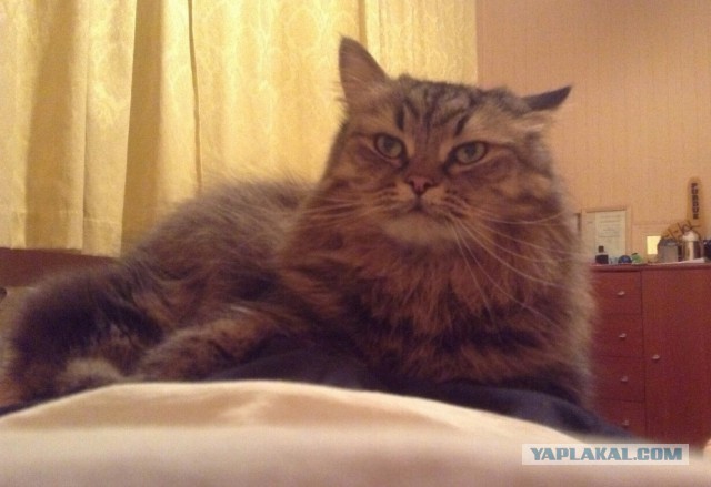 Котовторник  28.01.14