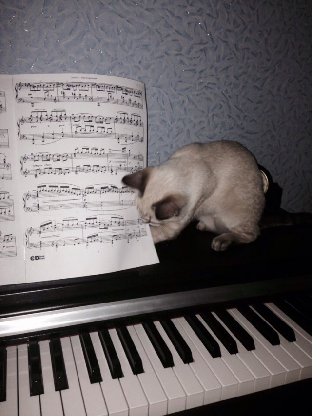 Котовторник  28.01.14