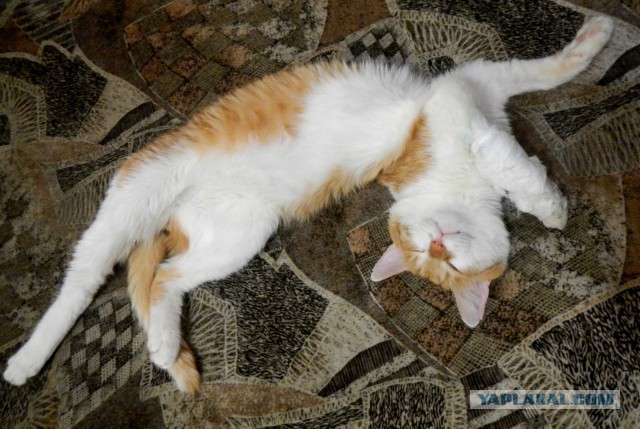 Ищу хозяев для кота (в Уфе)