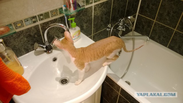Морской котик, домашний