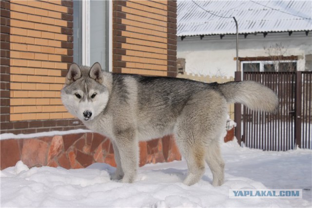 Хаски