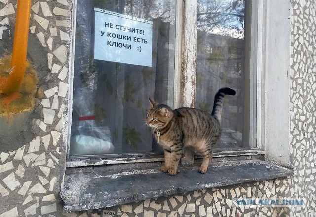 Котовторник 25.02.2014