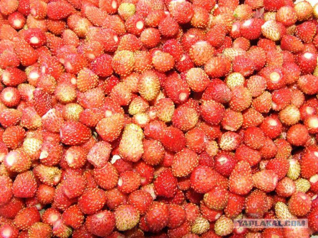 Про лето, грибы и сырное печенье