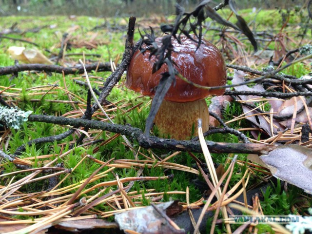 Грибной сезон. Начало.
