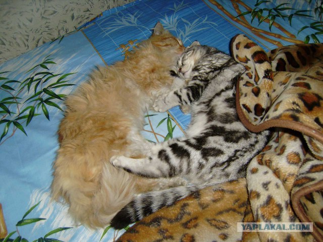 Котовторник 7.10.2014