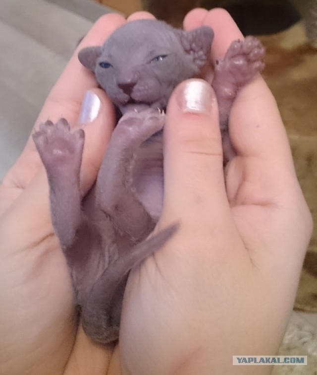 Если есть кошачье ню, то оно выглядит вот так...