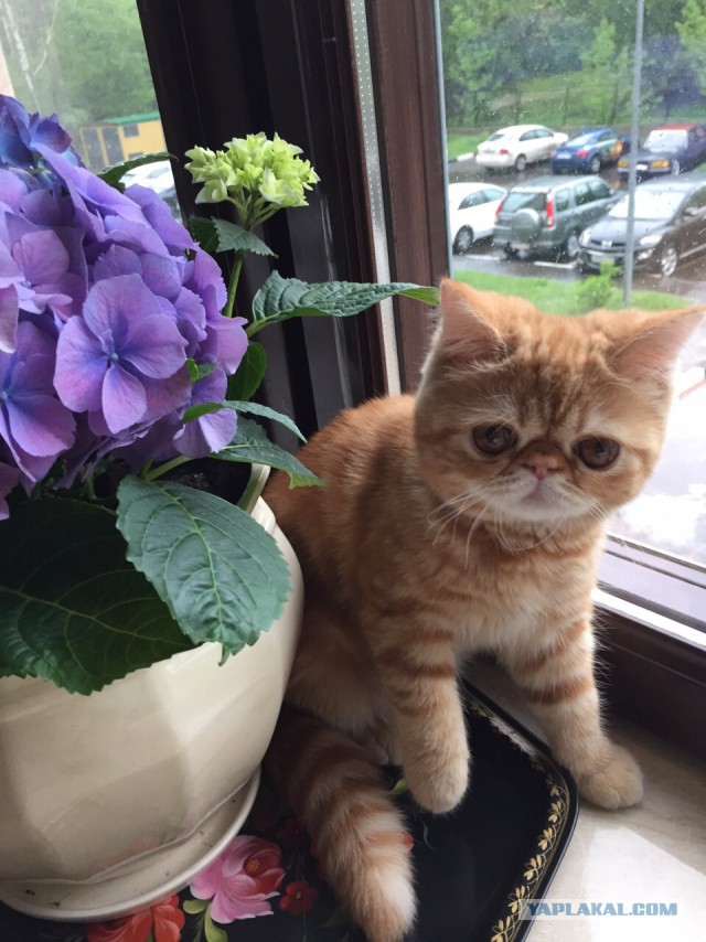 Котовторник
