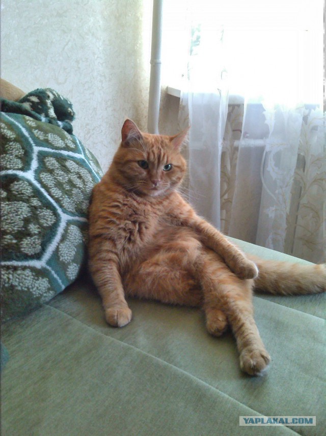 Котовторник