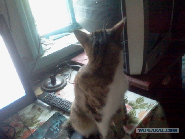 Котовторник 11.08.2015
