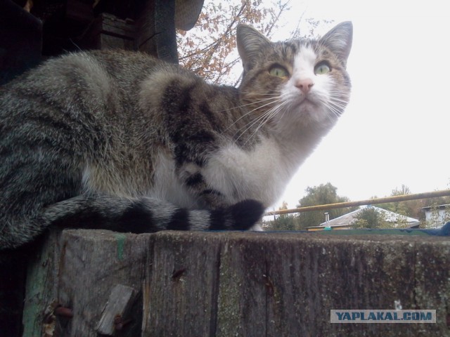 Котовторник 13.10.2015