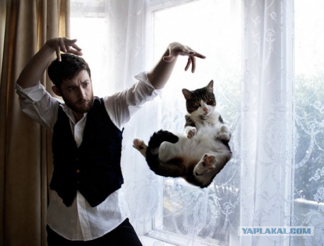 17 фотографий котов