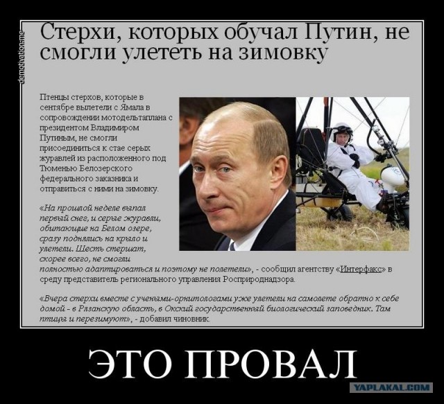 Путин с клювом в халате возглавил журавлиный клин