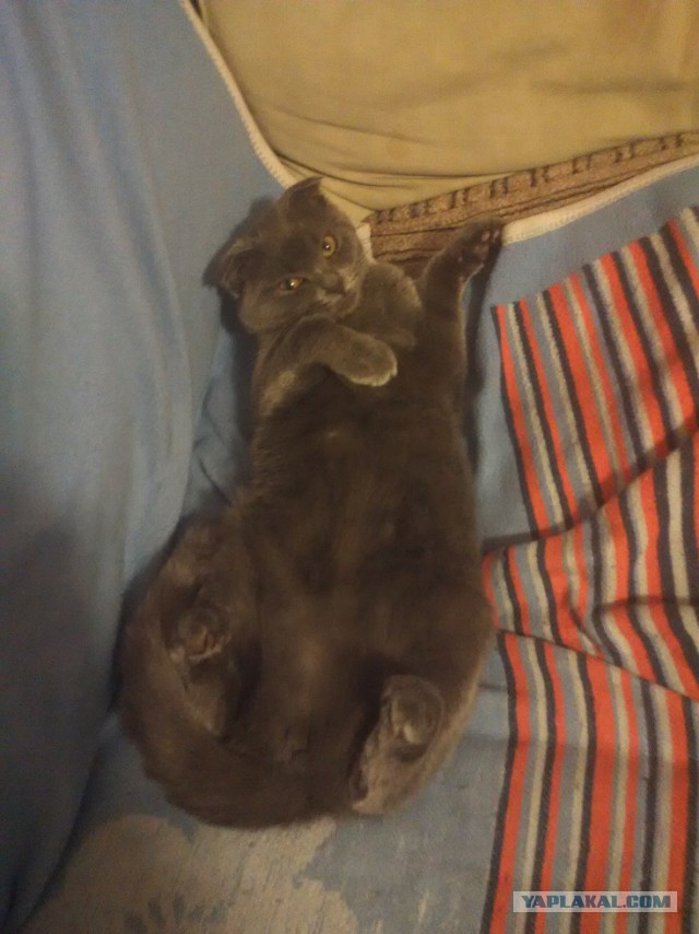 Котовторник