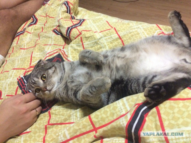 Котовторник