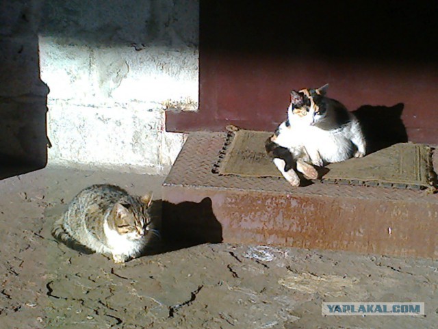 Котовторник 16.02.16