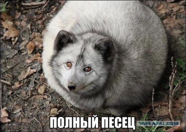 Всё сломала