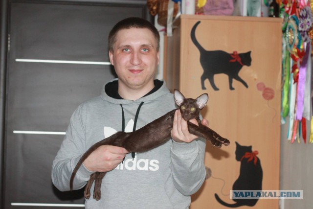 Шоколадный Кот Восточный Ориентальчик