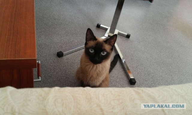 Ваши фотки котов на телефон